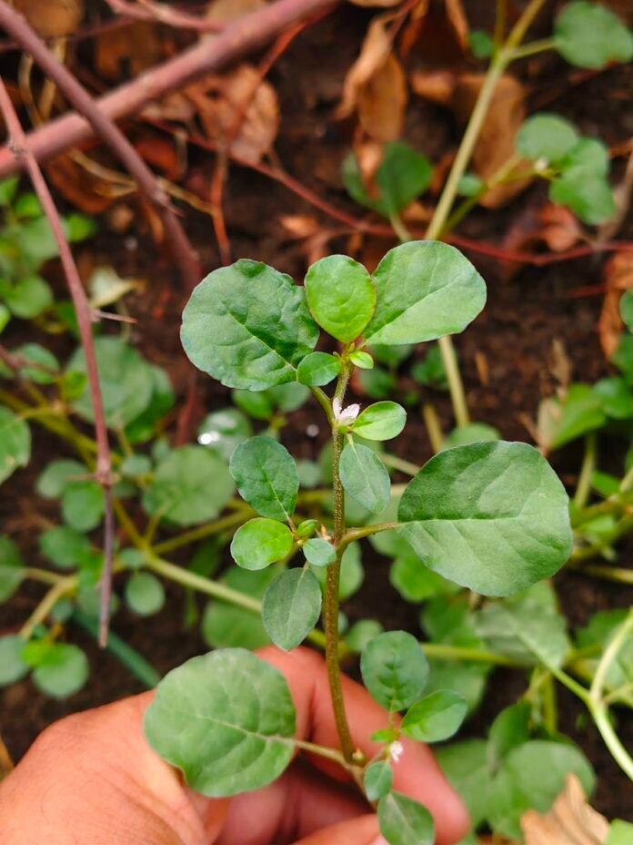 सांठी (Trianthema portulacastrum) के फायदे: क्या यह पुनर्नवा है? जानें लीवर, किडनी और आयुर्वेदिक गुण