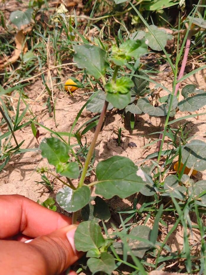 पुनर्नवा (Boerhavia diffusa) के फायदे: किडनी, लीवर, सूजन, जोड़ों के दर्द और आयुर्वेदिक उपयोग